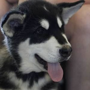 Meet your Posher, Rustine